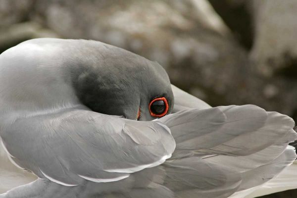 Ecuador, Galapagos NP Swallow-tailed gull